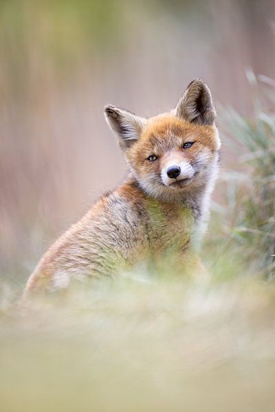 jeune renard par Pim Leijen