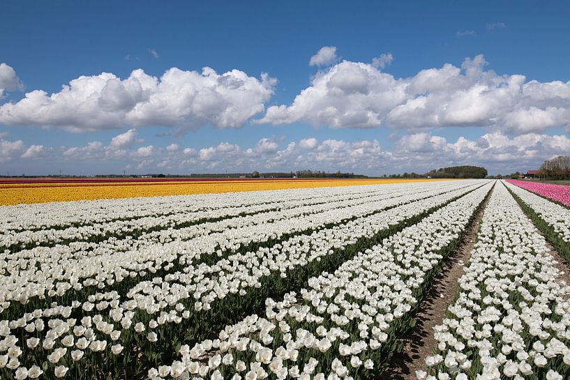 Tulpenfeld mit gelben, weißen und rosa Tulpen und einem schönen bewölkten Himmel von W J Kok