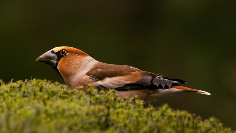 Hawfinch (m) by Wouter Van der Zwan