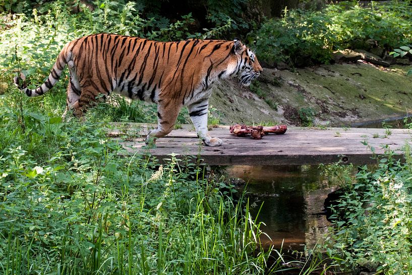 Amur Tiger or Siberian Tiger : Ouwehands DIerenpark by Loek Lobel