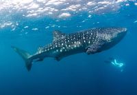 Freediving met reuzen