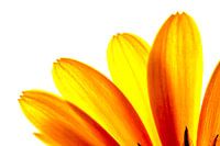 Yellow Daisy Blütenblätter Macro