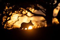 Fuchs bei Sonnenuntergang