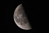 Abnehmender Juli-Gibbon