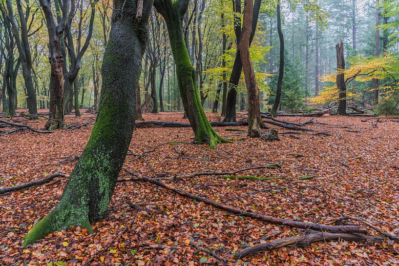 L'automne dans le Speulderbos par Jeroen de Jongh Photographie
