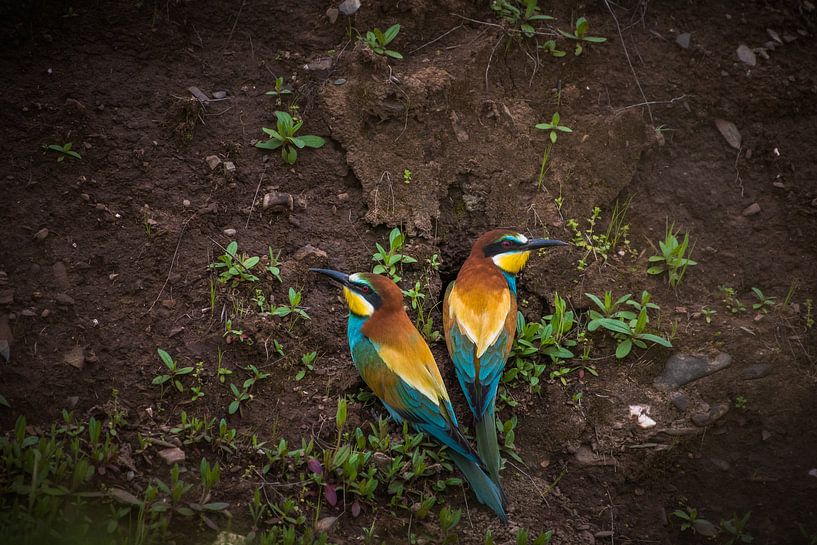Bijeneters par Stijn Smits