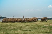 Eine Gruppe von wild laufenden Elefanten in Sri Lanka