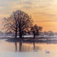Cygnes dans la Regge