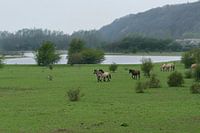 Paarden bij de Blaauwe Kamer 02