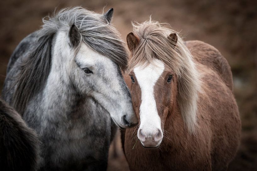 Icelandic horses by Riana Kooij