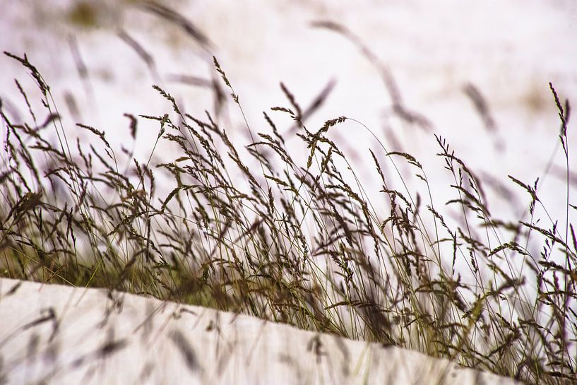 Vegetation in Longyearbyen / Svalbard von Kai Müller