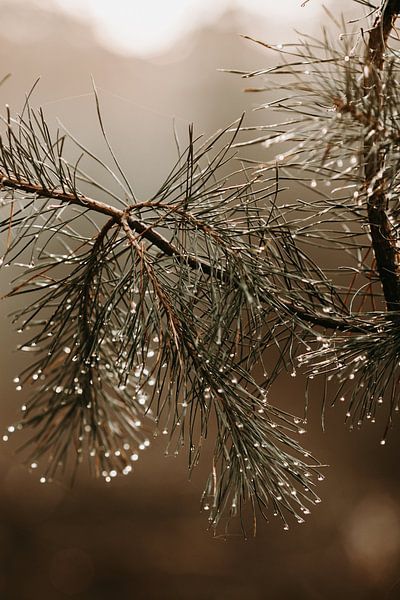 Regentropfen von Tessa in Focus