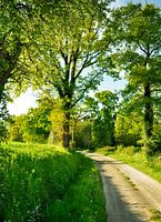 Landschaft mit Bäumen im Frühling