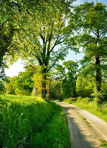 Landschaft mit Bäumen im Frühling von Corinne Welp