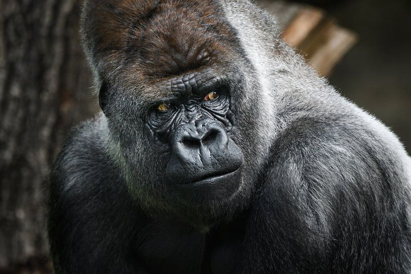 Portrait of a gorilla - Alpha Male by Chi