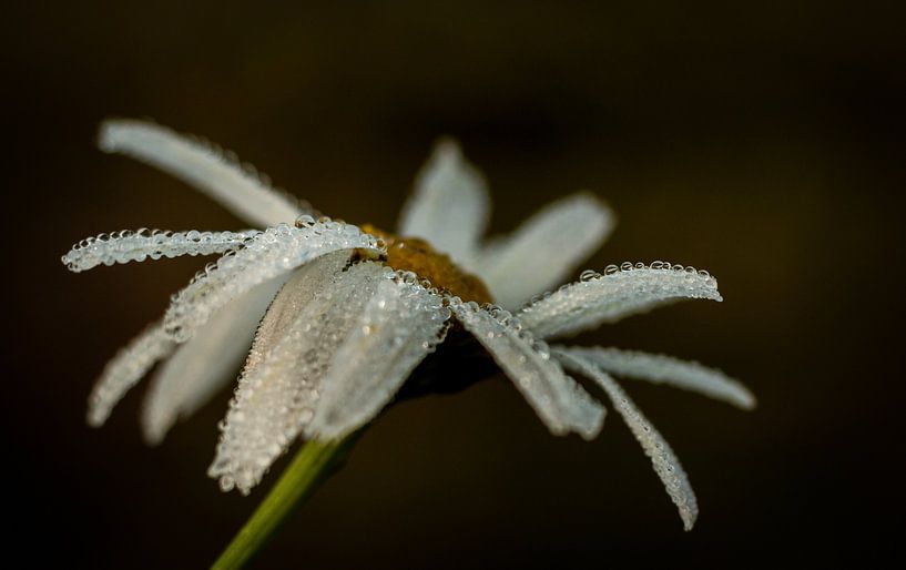 Morning dew on a flower by Johan Honders