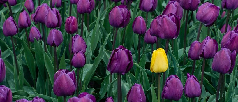 Lila Tulpenfeld in der Zwiebelregion in der Niederlande, auch im Keukenhof zu sehen von Hans Kool