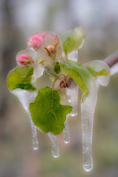 Gefrorene Blüte - manchmal muss man sich isolieren, um zu schützen von Moetwil en van Dijk - Fotografie