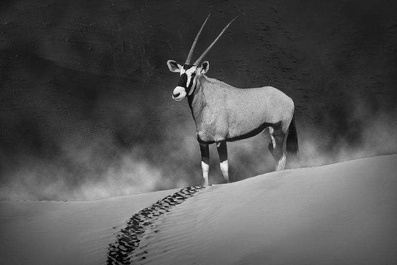 Oryx im Morgennebel. Monochrom von Catalina Morales Gonzalez