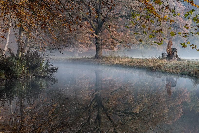 Forest landscape by Paul van der Zwan