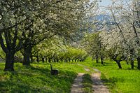 Kirschblüte in der Ortenau