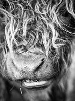 Scottish Highlander black and white