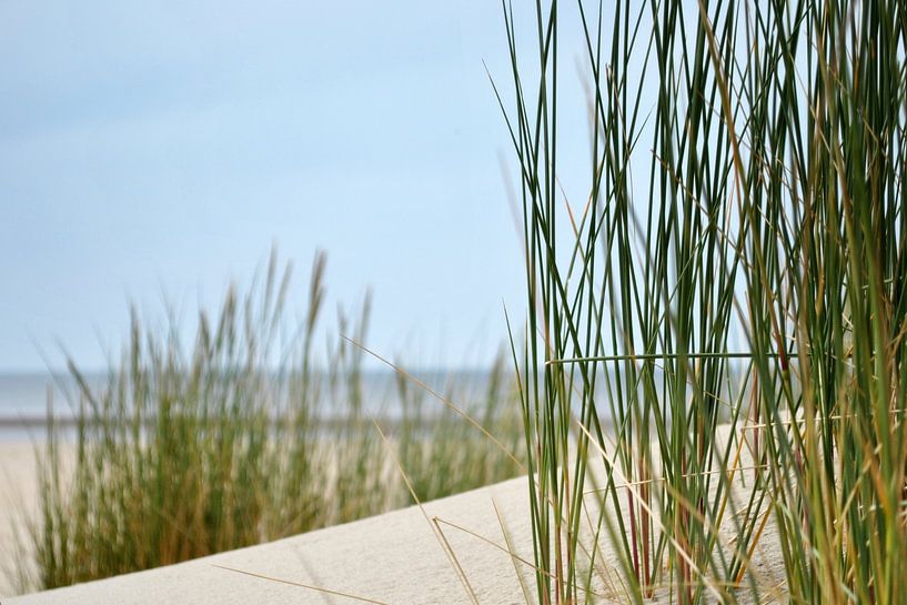 Strandhafer by Susanne Herppich