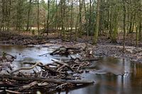 A stream with branches