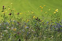 Wilde bloemen in de berm