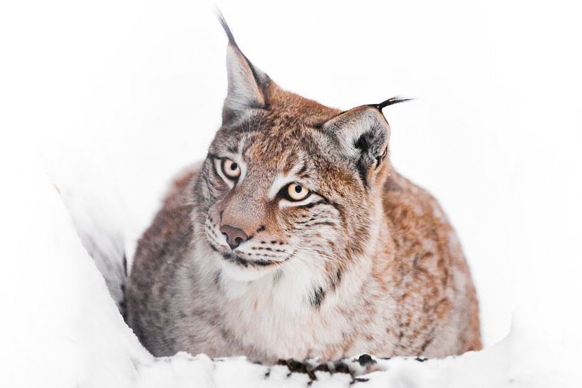 Ein ironischer Luchs sitzt im Schnee und schaut von Michael Semenov