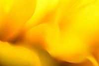 Zonnebloem Abstract Nummer 2