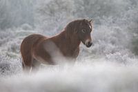 Exmoor-Pony an einem Wintermorgen