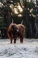 Schottischer Highlander Porträt in einer winterlichen und sonnigen Waldlandschaft in den Niederlande