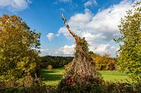 Der alte Baum gibt nicht auf