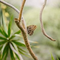 Butterfly Caligo brasiliensis