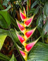 Heliconia in Surinam live fotografiert