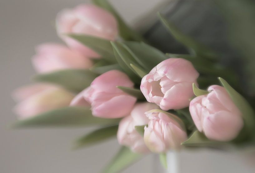 Tulipes roses par Ellen Driesse