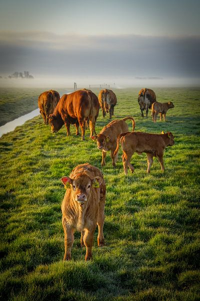 Kalb mit dem Rest der Familie von Dirk van Egmond