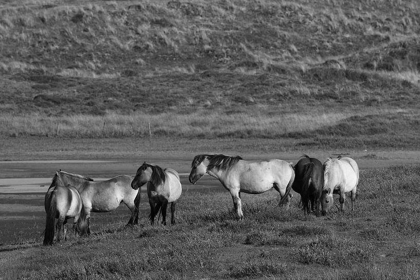 Konikpaarden von Hans van Otterloo