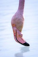 Flamant en gros plan