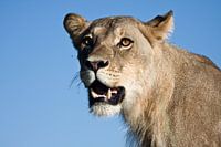 portrait van een leeuwenkop