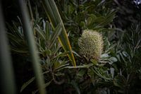 Miracles enchevêtrés : la diversité enchanteresse des réseaux botaniques