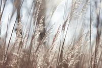 Rietpluimen met zonlicht