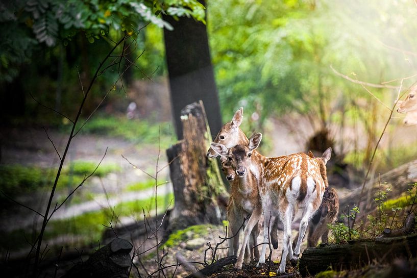 Câlin par Tierfotografie.Harz