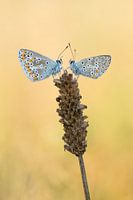 Kostenlose Umarmungen!