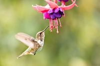 Colibri scintillant avec fleur fuchsia