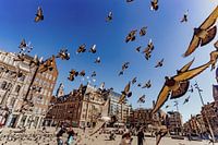 Alle Tauben auf dem Dam-Platz | Amsterdam