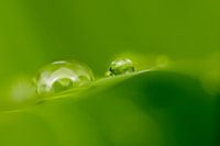 Druppels in het groen
