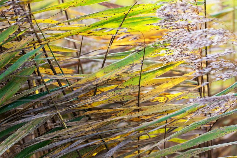 Roseaux ondulants par Huub Westendorp