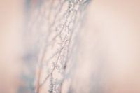 A spent leaf covered in ice